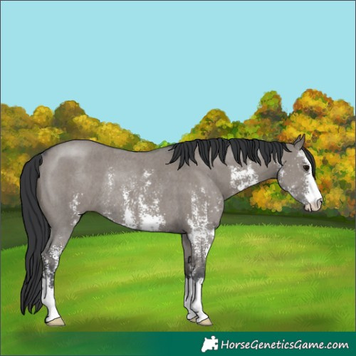 Horse Color:Grullo Sabino Rabicano