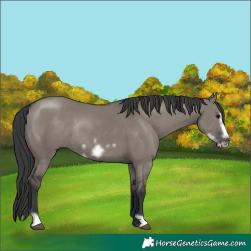 Horse Color:Grullo Frame Rabicano 