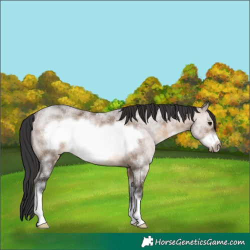 Horse Color:Brown Dun Sabino Frame Rabicano