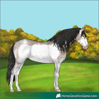 Horse Color:Brown Dun Sabino Frame Rabicano 