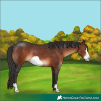 Horse Color:Brown Frame Rabicano 