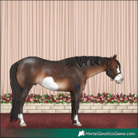 Horse Color:Brown Frame Rabicano 