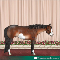 Horse Color:Brown Frame Rabicano