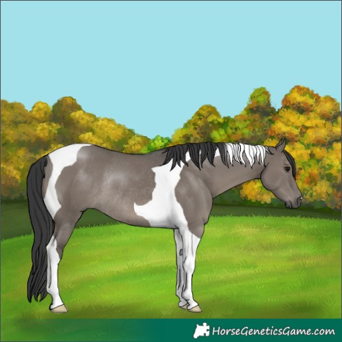 Horse Color:Grullo Tobiano Rabicano 