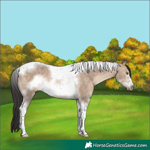 Horse Color:Brown Dun Sabino Tobiano Frame Rabicano