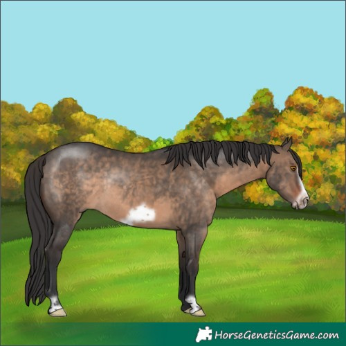 Horse Color:Brown Dun Frame Rabicano 