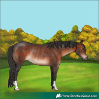 Horse Color:Brown Rabicano 