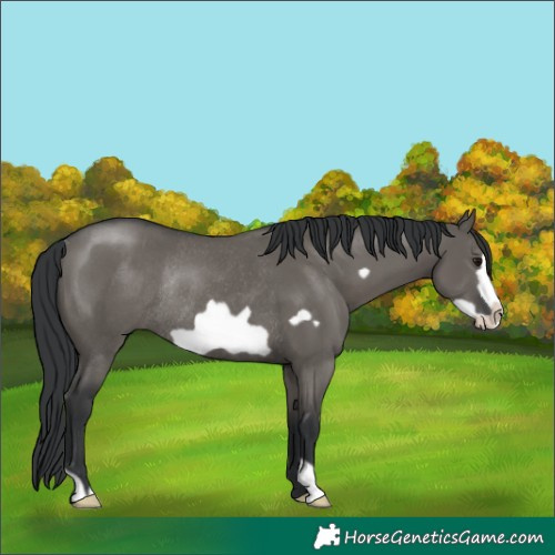 Horse Color:Grullo Frame Rabicano