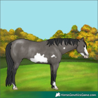 Horse Color:Grullo Frame Rabicano