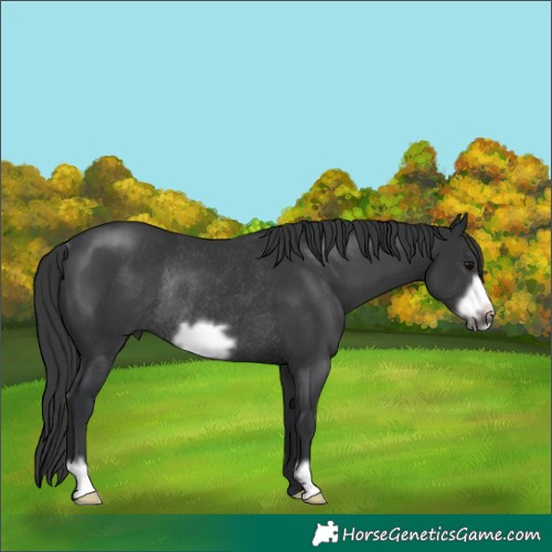 Horse Color:Black Frame Rabicano 