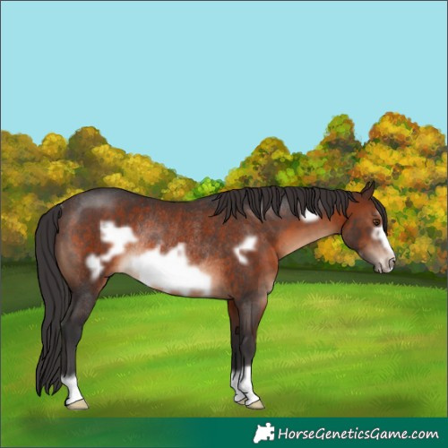 Horse Color:Brown Frame Rabicano