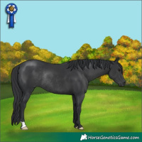 Horse Color:Black Rabicano 