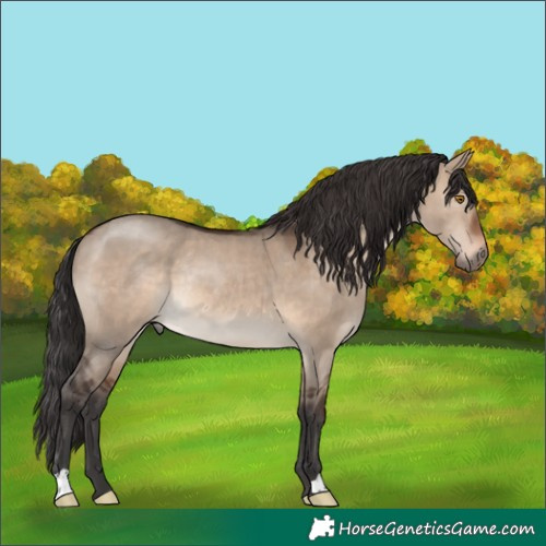 Horse Color:Brown Dun Rabicano 