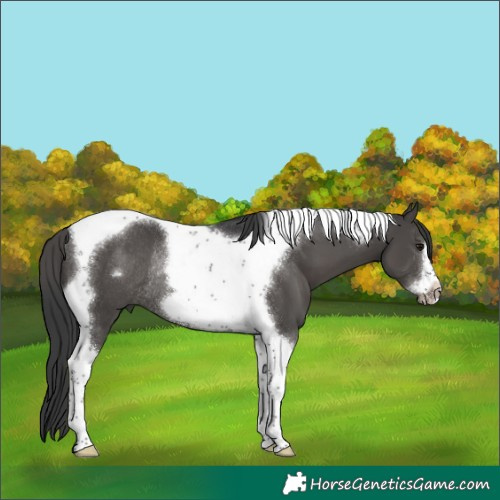 Horse Color:Black Tobiano Frame Rabicano 