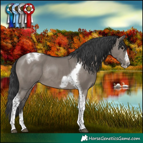 Horse Color:Grullo Tobiano Frame Rabicano 