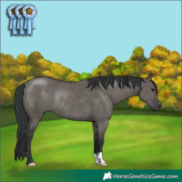 Horse Color:Grullo Rabicano 