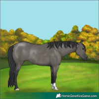 Horse Color:Grullo Rabicano