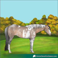 Horse Color:Brown Dun Sabino Tobiano Rabicano 