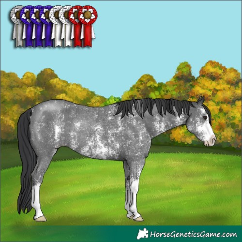 Horse Color:Black Sabino Rabicano 