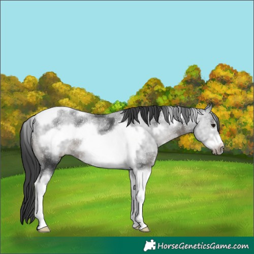 Horse Color:Black Sabino Tobiano Frame Rabicano 
