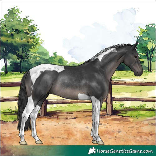 Horse Color:Black Tobiano Rabicano
