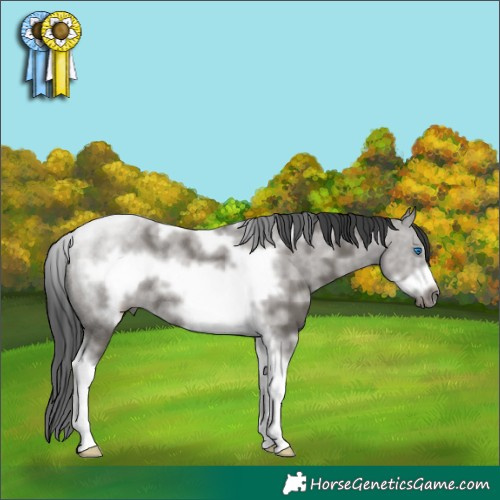 Horse Color:Grullo Sabino Tobiano Frame Rabicano