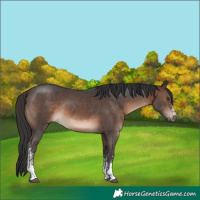 Horse Color:Brown Sabino Rabicano
