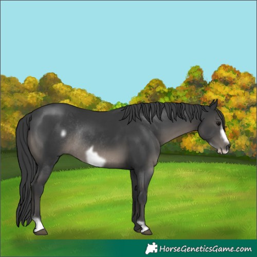 Horse Color:Black Frame Rabicano 