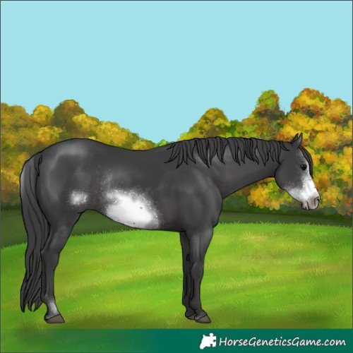 Horse Color:Black Sabino Frame Rabicano 