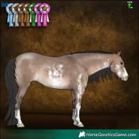 Horse Color:Brown Dun Sabino Rabicano 