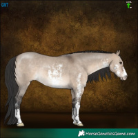 Horse Color:Brown Dun Sabino Rabicano 