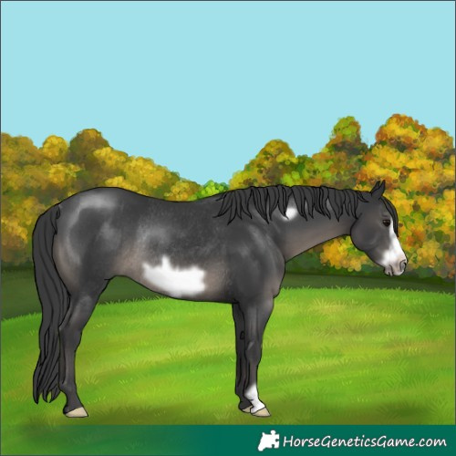 Horse Color:Black Frame Rabicano 