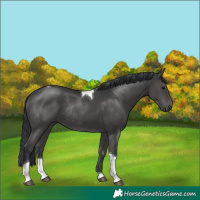 Horse Color:Grullo Tobiano Rabicano 