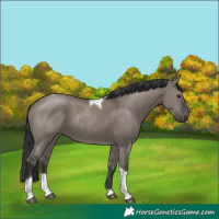 Horse Color:Grullo Tobiano Rabicano 