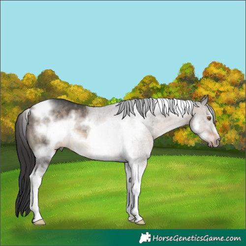 Horse Color:Brown Dun Sabino Tobiano Frame Rabicano 