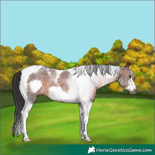 Horse Color:Brown Sabino Tobiano Frame Rabicano