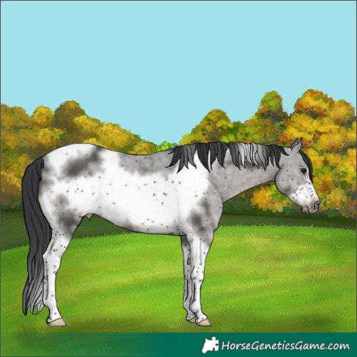 Horse Color:Grullo Sabino Tobiano Frame Rabicano 
