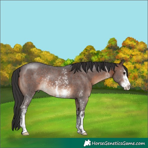 Horse Color:Brown Sabino Rabicano 