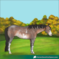 Horse Color:Brown Sabino Rabicano 