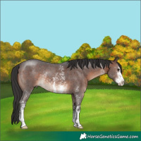 Horse Color:Brown Sabino Rabicano