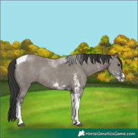 Horse Color:Grullo Sabino Tobiano Rabicano