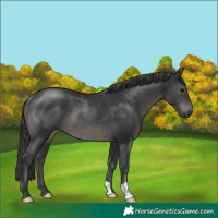Horse Color:Black Rabicano 