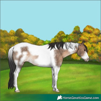 Horse Color:Brown Dun Tobiano Frame Rabicano 