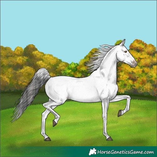 Horse Color:Grullo Sabino Frame Rabicano 