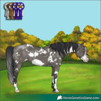 Horse Color:White Spotted Grullo Frame Rabicano 