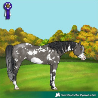 Horse Color:White Spotted Grullo Frame Rabicano 