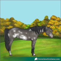 Horse Color:White Spotted Grullo Sabino Frame Rabicano