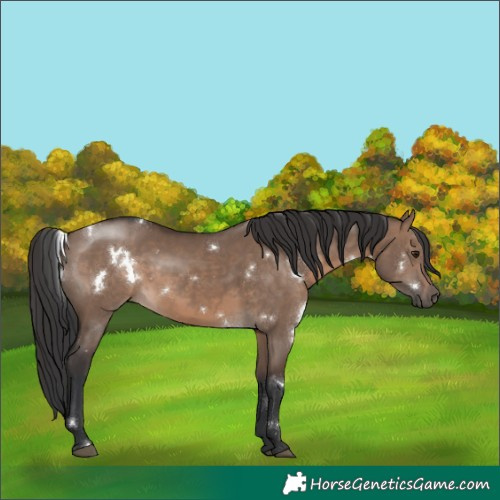 Horse Color:White Spotted Brown Dun Rabicano 