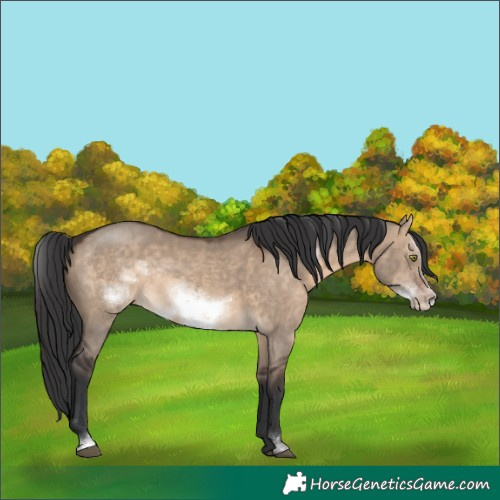 Horse Color:Brown Dun Sabino Frame Rabicano