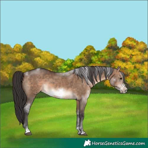 Horse Color:Brown Dun Sabino Frame Rabicano